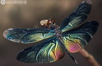 dragonfly.5